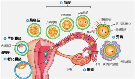 助孕中介