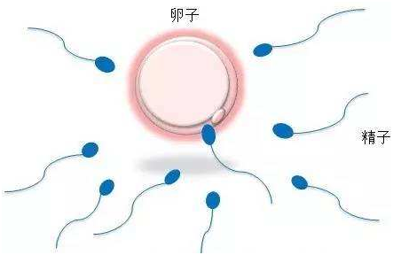 北京做试管婴儿的私立医院
