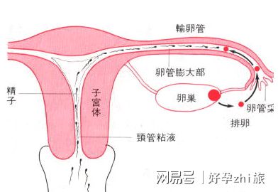 性别选择