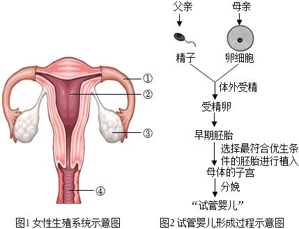 助孕的食物