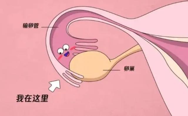 几年不孕