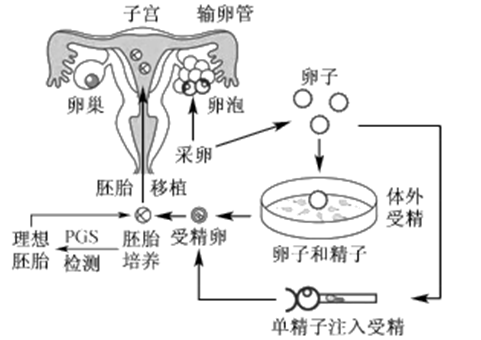 北京泰国试管婴儿中介