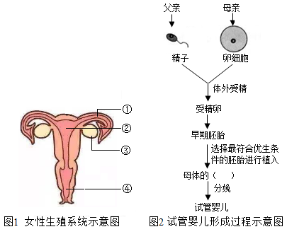 北京试管婴儿
